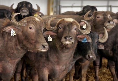 Water buffalo used for their milk to create high-end mozzarella cheeze remain at the now defunct di Bufala Farms in Fremont. (Press Photo/Rex Larsen )